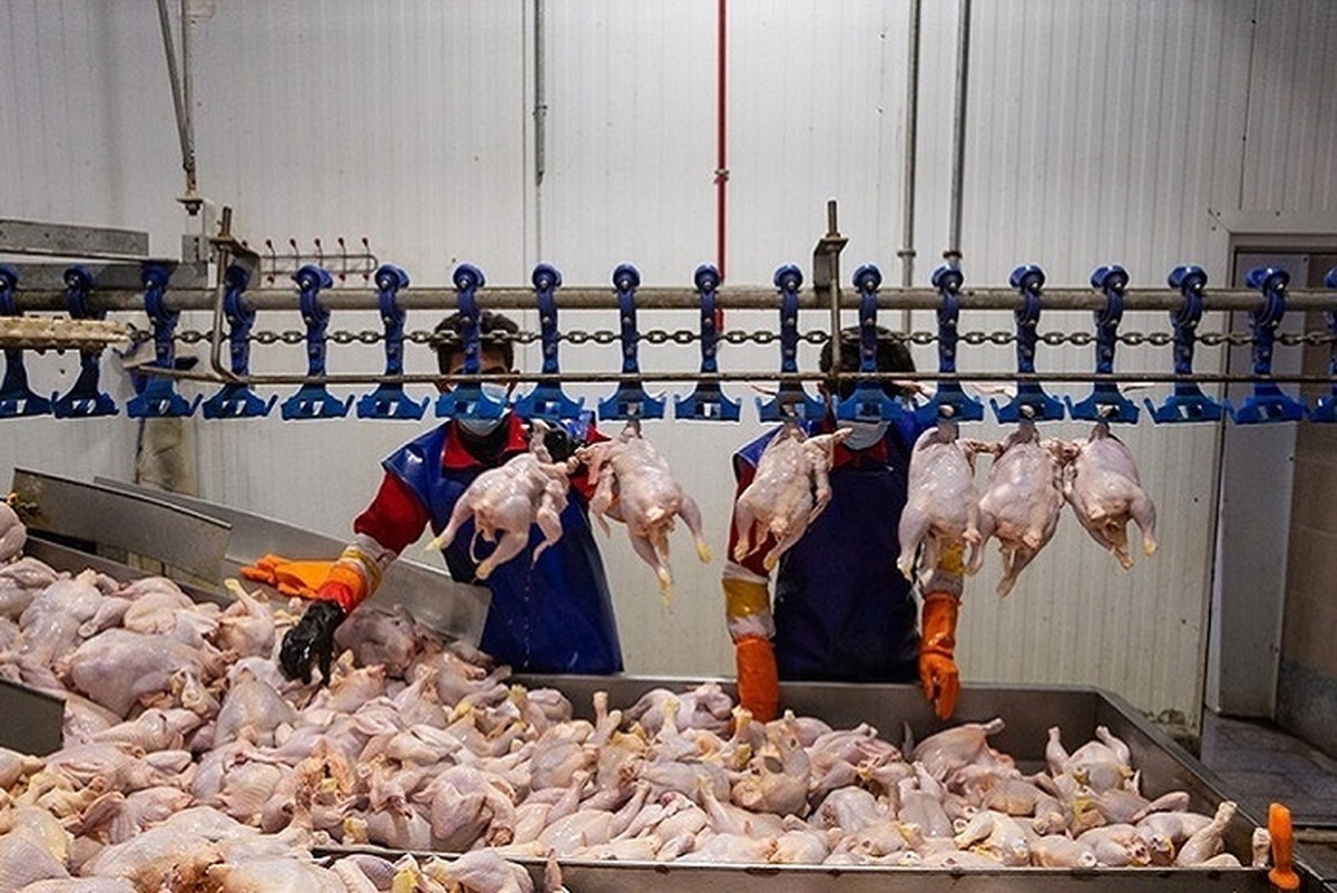 افزایش عجیب قیمت مرغ و گوشت از کشتارگاه تا بازار+ جدول