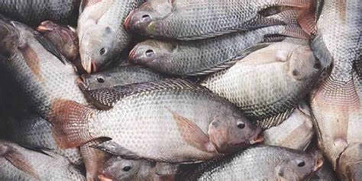 ماهی‌های چینی تیلاپیا آب‌های خوزستان را تصاحب کرده‌اند