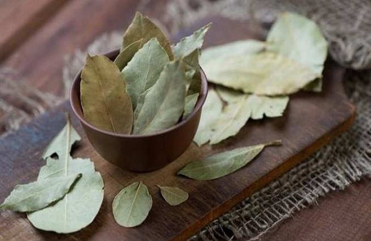 اگر در منزل یا محل کار برگ بو ندارید حتما همین امروز تهیه کنید!