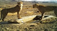 یوزپلنگ ایرانی در خطر انقراض