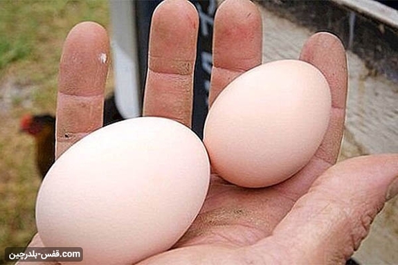 چرا تخم‌مرغ‌‌‌‌‌‌‌‌‌‌‌‌‌‌ها کوچک شده‌‌‌‌‌‌‌‌‌‌‌‌‌‌اند؟