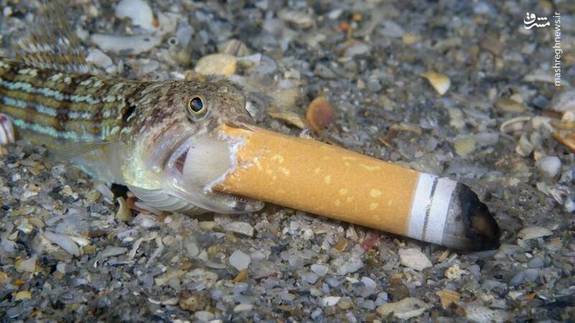 تاثیر سیگار بر ماهی‌ها+ عکس
