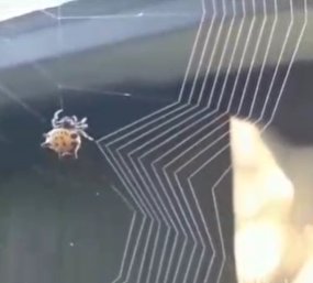 تار بستن عنکبوت از نمای نزدیک