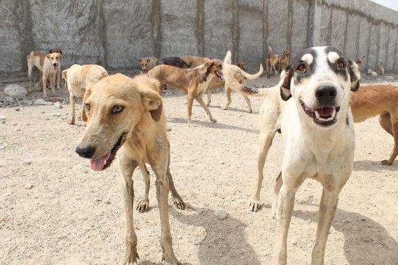 سگ‌های عقیم شده به شهروندان تحویل داده می‌شوند