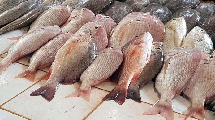 جدیدترین  قیمت ماهی