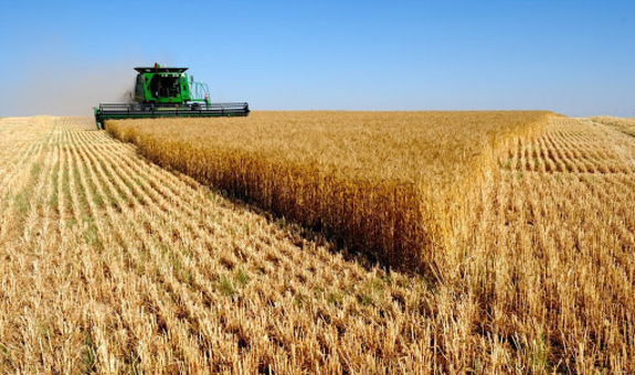 صادرات گندم از روسیه ممنوع شد