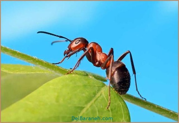 دلیل منظم راه رفتن مورچه ها چیست؟