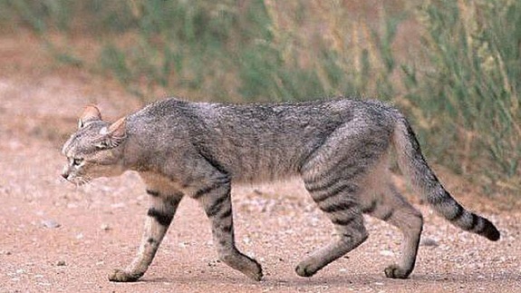 مشاهده نخستین گربه وحشی در قزوین