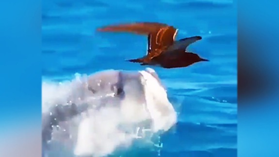 لاشه به گل نشسته یک نهنگ در چابهار کشف شد + فیلم