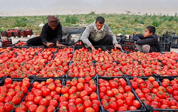 چرا قیمت گوجه‌فرنگی به دلار رسید
