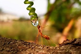 لحظه حیرت‌انگیز آب خوردن مورچه از روی برگ