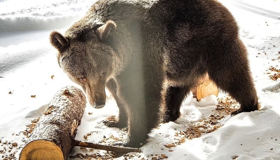 داستان غم‌انگیز تنهاترین خرس جهان