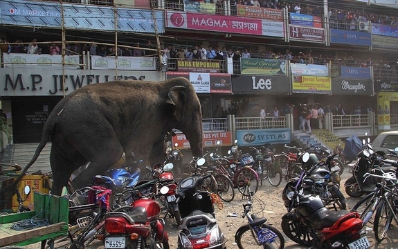 حمله هولناک یک فیل وحشی به مردم در بازار
