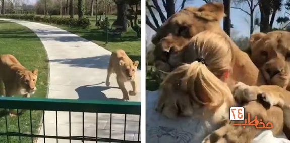 عکس العمل حیرت انگیز شیرها پس از دیدن مادر انسانی شان! + فیلم