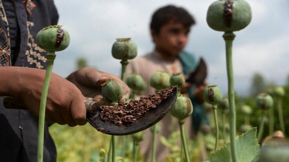 افزایش تولید مواد مخدر صنعتی در افغانستان