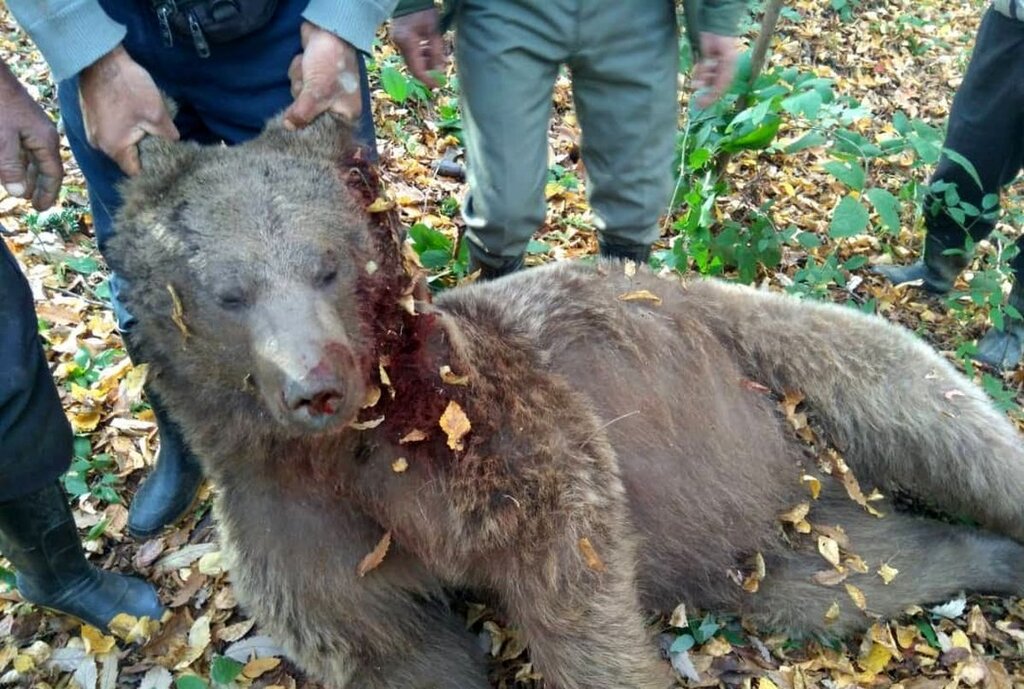 آمار فاجعه‌بار خرس‌کشی در ایران