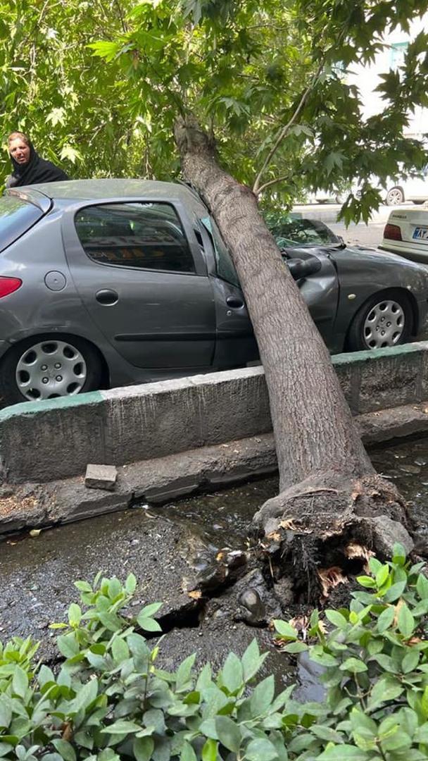 انسداد خیابان شریعتی به دلیل سقوط یک اصله درخت