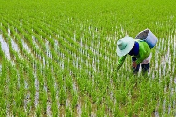 کاهش قیمت برنج با رسیدن فصل برداشت
