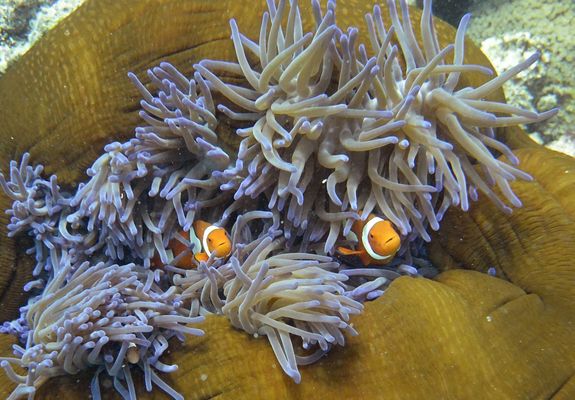 تصاویر موجودات عجیب و ناشناخته در اعماق اقیانوس هند