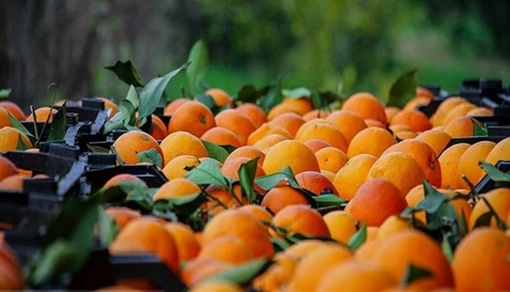 تصاویر زیبا از برداشت نارنگی در گلستان