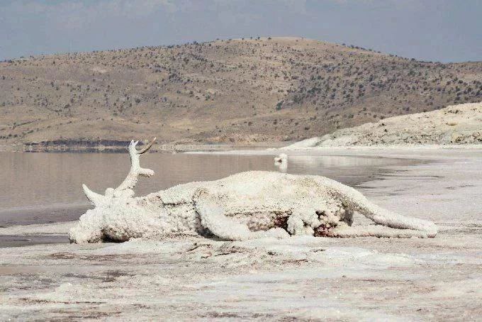 انتشار تلخ‌ ترین عکس از دریاچه ارومیه