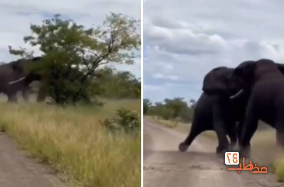 مبارزه بی رحمانه دو فیل در وسط جاده+ فیلم