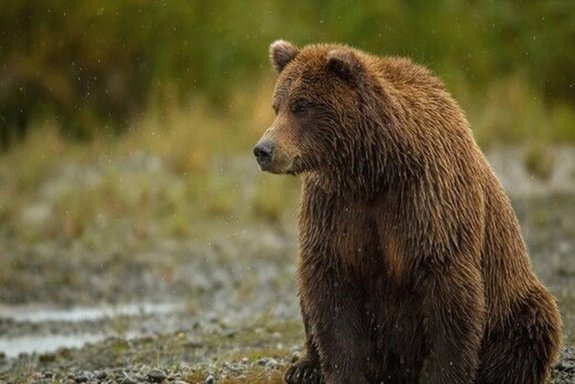 مشاهده خرس قهوه‌ای دره مدان پس از نیم قرن