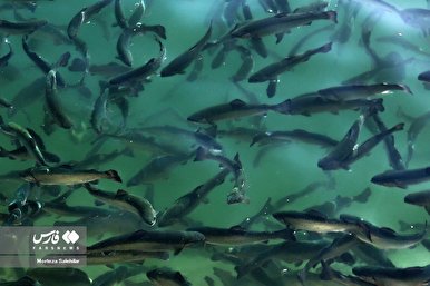 (تصاویر) پرورش ماهی در قفس در دریاچه سد کارون ۴