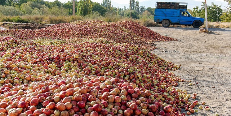 کسی از  دلیل فاسد شدن یک میلیون تن سیب خبر دارد؟