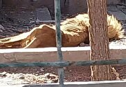 عکسی عجیب از شیر لاغر در باغ وحش مشهد+ پاسخ مسئولان باغ وحش