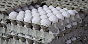حداکثر قیمت هر عدد تخم مرغ فله ۴ هزار تومان است