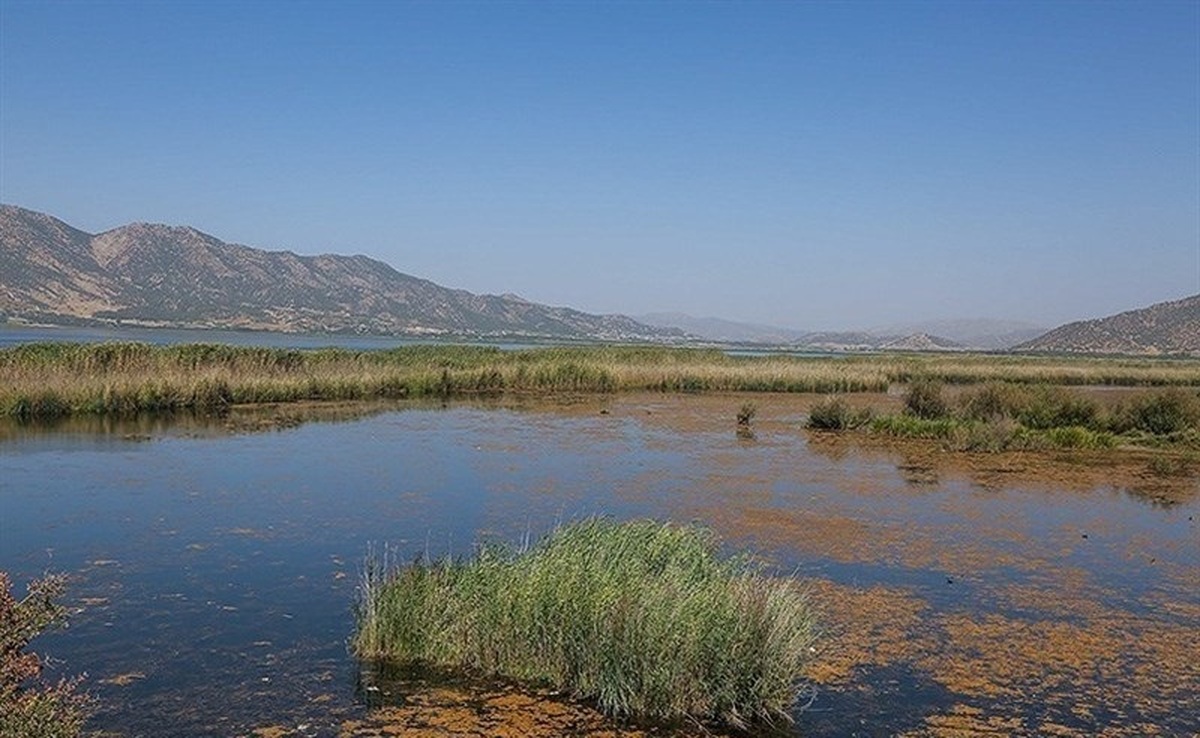 ورود کود و سم کشاورزی به داخل دریاچه زریبار