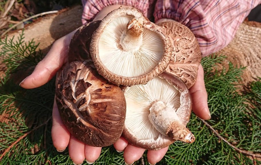 خواص قارچ شیتاکه