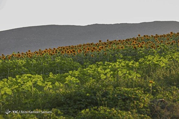 (تصاویر) دشت گل‌های آفتابگردان در کوهرنگ
