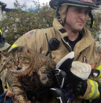 چهره گربه‌ای که از آتش‌سوزی نجات پیدا کرد، وایرال شد