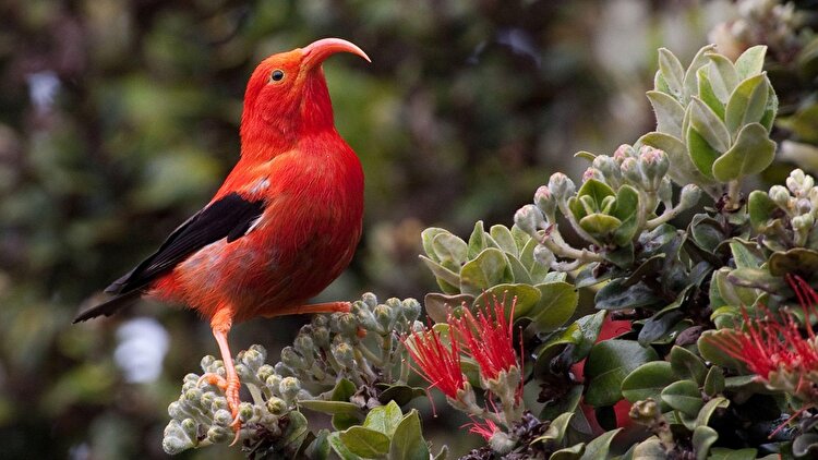 ۱۳ درصد پرندگان دنیا در معرض خطر انقراض قرار دارند
