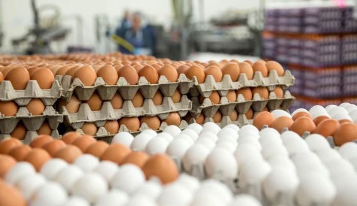 عرضه تخم مرغ کاهش یافت