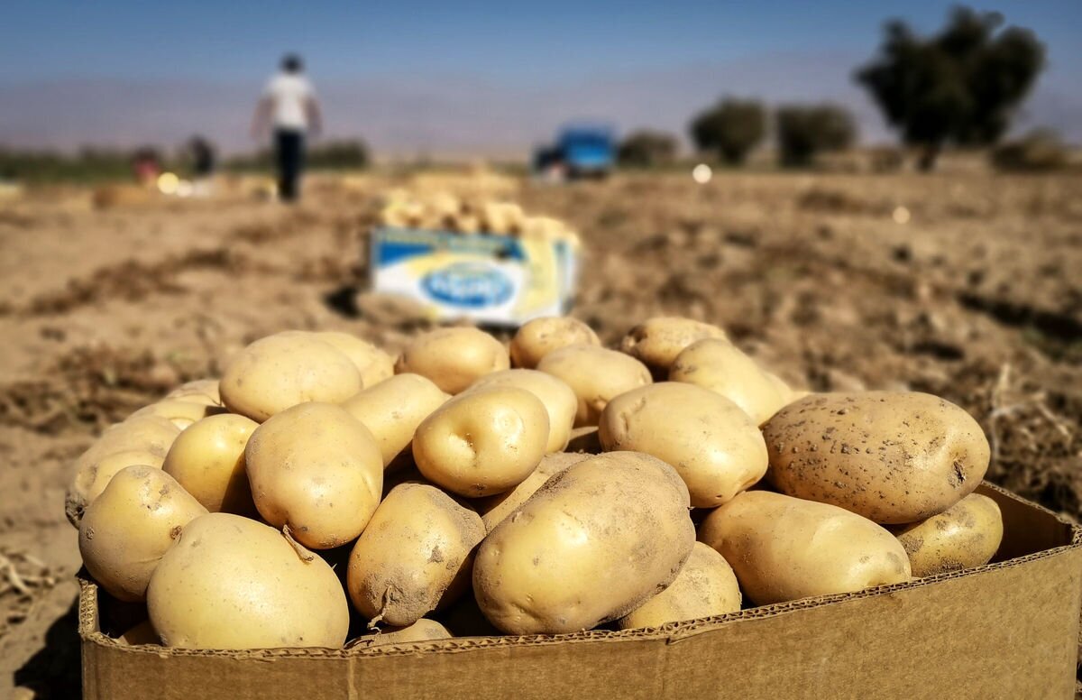 چرا عراق سیب‌زمینی‌های ایران را نمی‌خرد؟