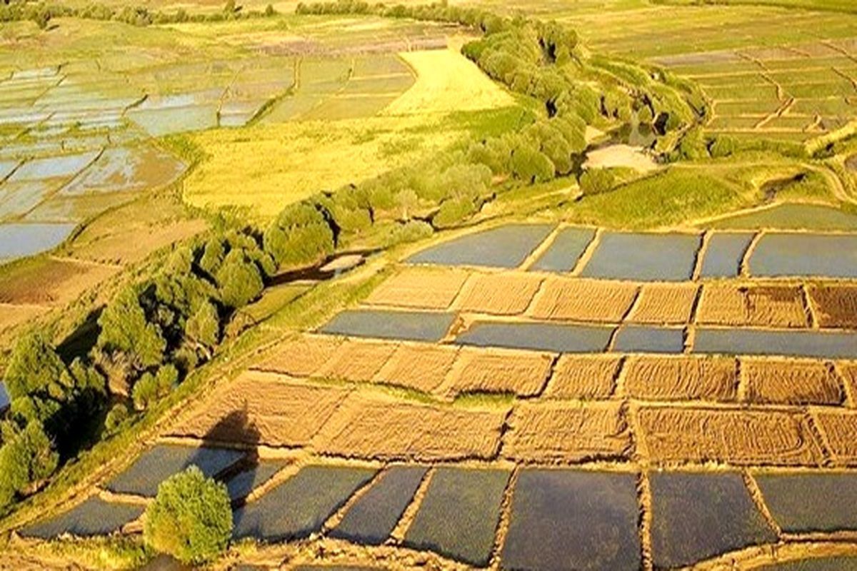 نابود کردن اراضی کشاورزی به بهانه ساخت مسکن