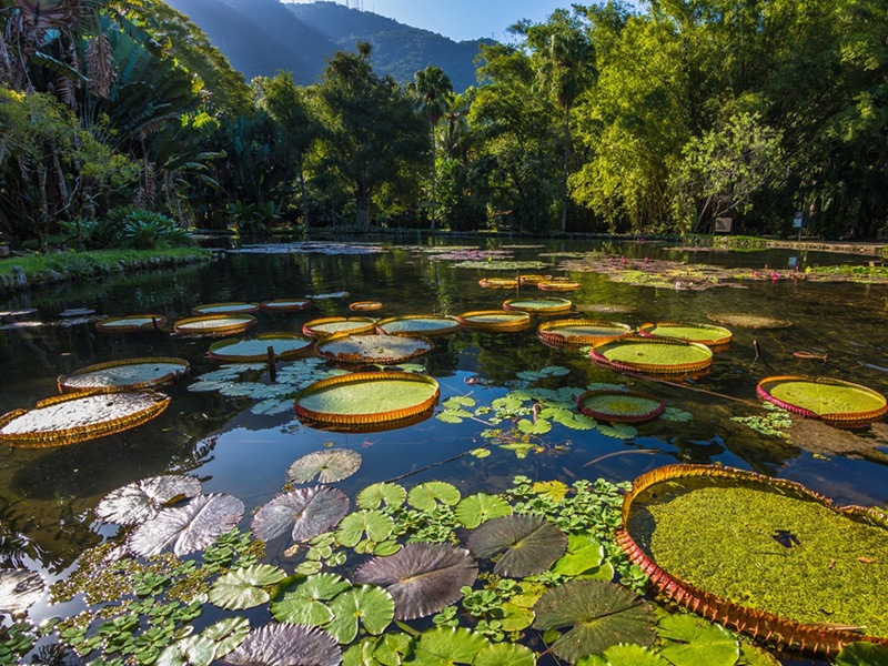 باغ گیاه شناسی ریودوژانیرو، گنجینه ای از تاریخ و طبیعت