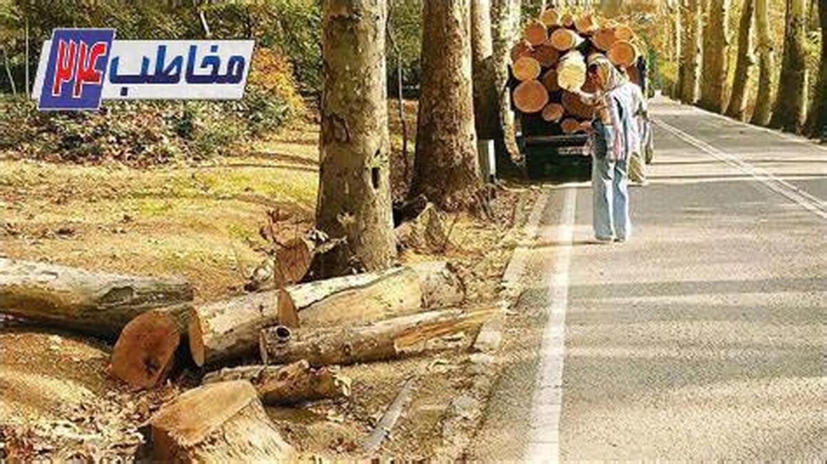 شهرداری تهران از سعدآباد بابت قطع درختان شکایت کرد