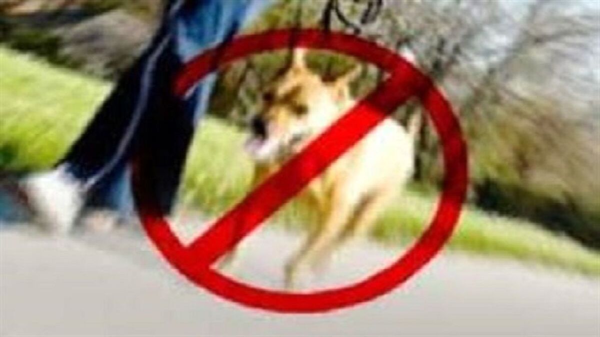 تردد حیوانات خانگی از جمله سگ‌ها در بوستان‌ها ممنوع است