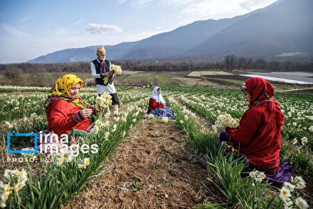 برداشت گل نرگس در گلستان