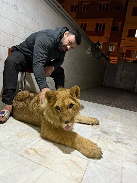 خداحافظی قهرمان با توله شیری به نام لئو !