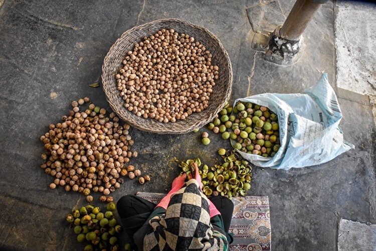 برداشت گردو در چهارمحال‌وبختیاری