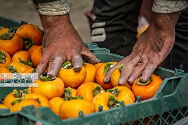 برداشت خرمالو از باغات سولقان بخش کن تهران