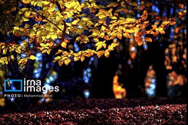 پاییز زیبای جنگل‌های گلستان
