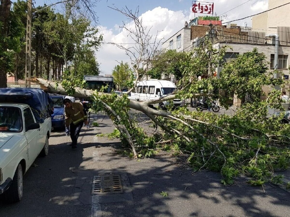 وزش باد شدید و خطر شکستن درختان در تهران