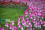 جشنواره لاله‌ها در کرج