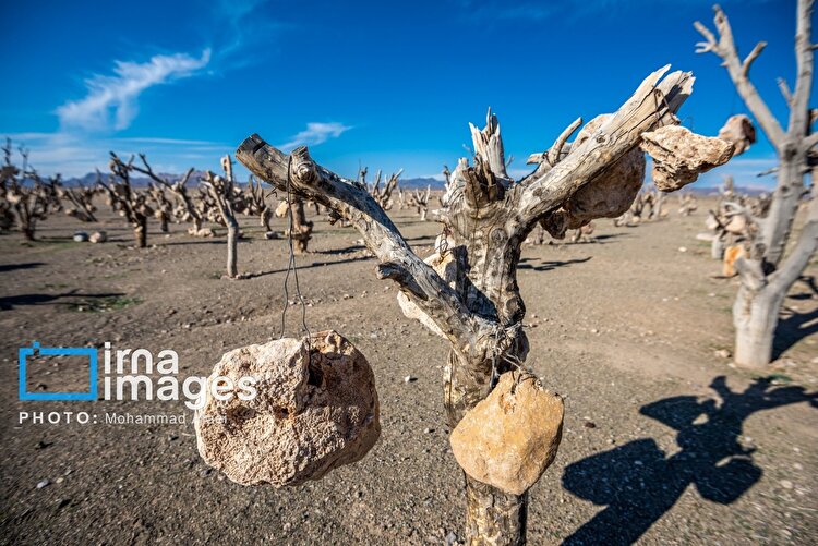 باغ سنگی؛ میوه‌هایی از جنس سنگ